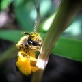 Very close shot of bee loaded of pollen on a green plant during springtime  - PhotoDune Item for Sale