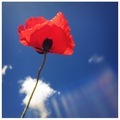 a poppy in the sky - PhotoDune Item for Sale