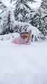 small dog for a walk in the snow near the tree - PhotoDune Item for Sale