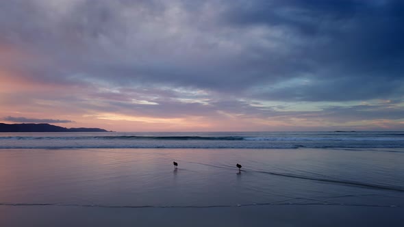 Oystercatcher Birds Looking For Food In Spirits Bay Beach - aerial shot