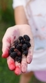 A young girl  holds  handful of ripe mulberry - PhotoDune Item for Sale