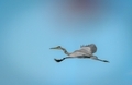 Grey heron flying in the blue sky - PhotoDune Item for Sale
