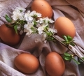 Eggs and flowers - PhotoDune Item for Sale