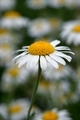 Little flower - PhotoDune Item for Sale