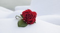 red rose in the snow - PhotoDune Item for Sale
