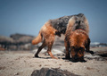 Cute dog walking on the sand  - PhotoDune Item for Sale