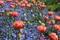 Colourful spring  - PhotoDune Item for Sale