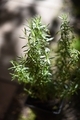 rosemary bush in the rays of the setting sun - PhotoDune Item for Sale