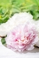 Pink and white peonies flowers with leaves over white cotton textile background. Close up - PhotoDune Item for Sale