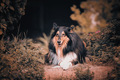 Beautiful dog - PhotoDune Item for Sale