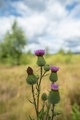 Thistle in a field against a blue sky on a sunny day - PhotoDune Item for Sale
