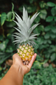 Hand pineapple  - PhotoDune Item for Sale