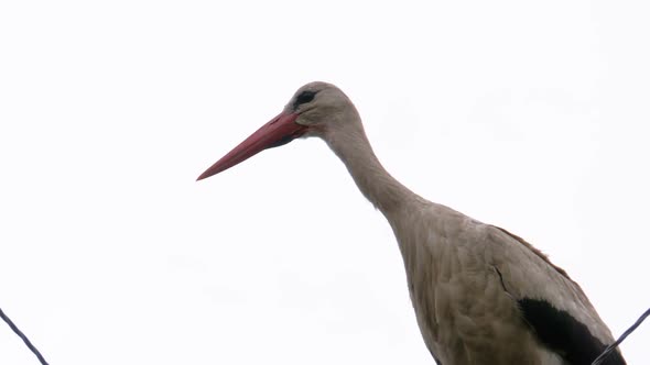 Alone Stork Stands on a Pillar of High Voltage Power Lines on a Sky Background