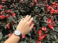 Red flower and watch - PhotoDune Item for Sale