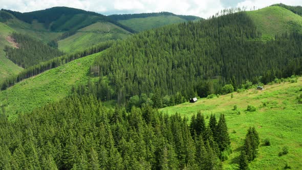 Fly Over Green Field and Pine Wood Forest in the Mountains in Summer