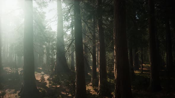 Giant Sequoia Trees at Summertime in Sequoia National Park, California alt