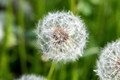 The depth of field of a dandelion photographed in close-up on a green background - PhotoDune Item for Sale