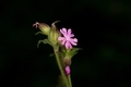 Pink Flower - PhotoDune Item for Sale