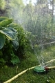 Watering the garden on a sunny summer day, drops of water and large leaves of the plant - PhotoDune Item for Sale