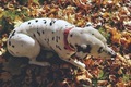 Dalmatian dog, relax, autumn sun, park, colored leaves - PhotoDune Item for Sale