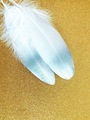 White feathers dipped in silver on glittering gold background with room for copy - PhotoDune Item for Sale