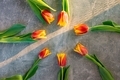 Tulips - PhotoDune Item for Sale