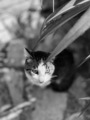Cute cat looking up - PhotoDune Item for Sale