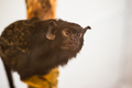 Red-handed tamarin - PhotoDune Item for Sale