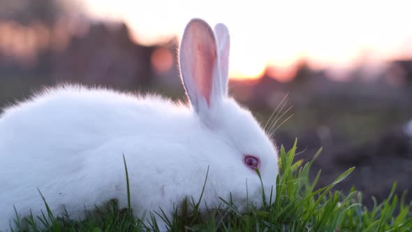 Decorative Fluffy White Bunny Eating Grass Portrait of Cute Domestic Rabbit