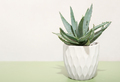aloe plant in a white flowerpot on green background. copy space. home plants - PhotoDune Item for Sale