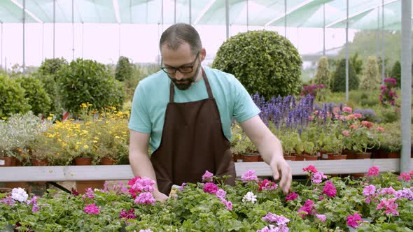 Focused Male Gardener Checking Pelargonium Plants in Pots