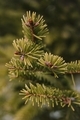 A branch of a young coniferous tree with green needles - PhotoDune Item for Sale