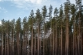 Coniferous forest close-up - PhotoDune Item for Sale