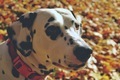 Dalmatian dog, dog face, autumn sun, park, autumn leaves - PhotoDune Item for Sale