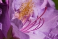 Rhododendron  - PhotoDune Item for Sale
