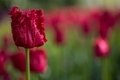 Burgundy Tulips - PhotoDune Item for Sale