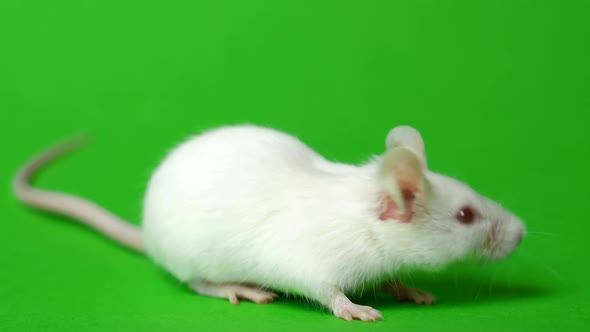 Snuffing White Mouse