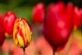 Tulips - PhotoDune Item for Sale