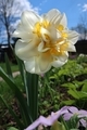 Varietal daffodil white-yellow  in a sunny spring garden - PhotoDune Item for Sale
