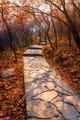 A path though the forest under sunset  - PhotoDune Item for Sale