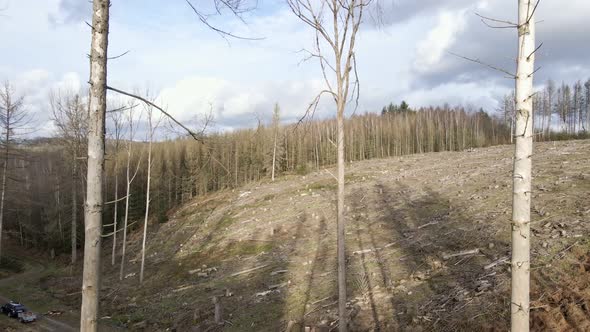 Dried out, partially logged forest in western Germany during a sunny winter day. Aerial pull back sh