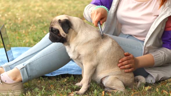 Close Up Girl Combing Her Pug Out in a Park