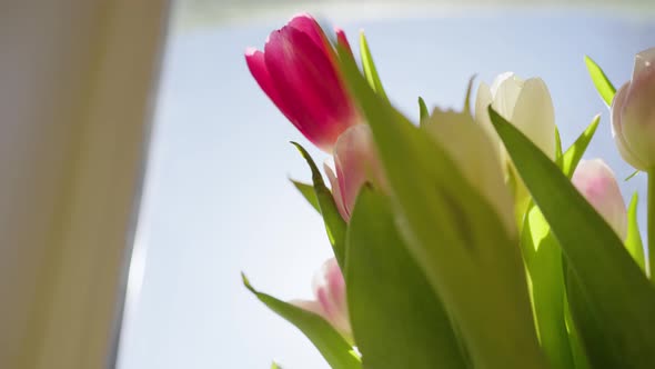 Bouquet of Pink Tulips on the Windowsill on a Spring Sunny Day