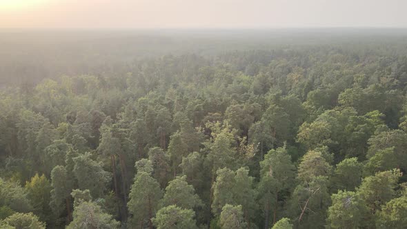 Aerial View of a Green Forest on a Summer Day