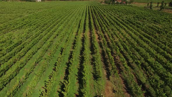 Aerial View of Vineyard Fields in Portugal Growing Rows of Grapes