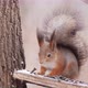 Red Squirrel Eats Seeds Winter Forest - VideoHive Item for Sale