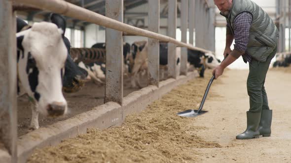 Man Working at Dairy Farm