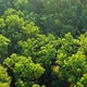 Forest Aerial Panorama Crowns of - VideoHive Item for Sale