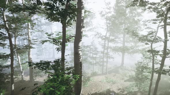 Sun Rising in a Forest with Fog