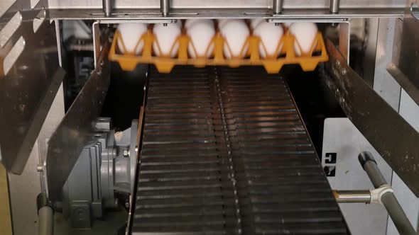 Eggs in orange trays on conveyor belt in food factory